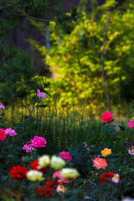 月季花