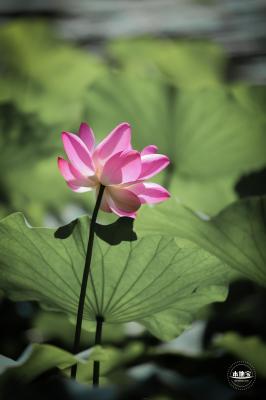 圆明园荷花篇