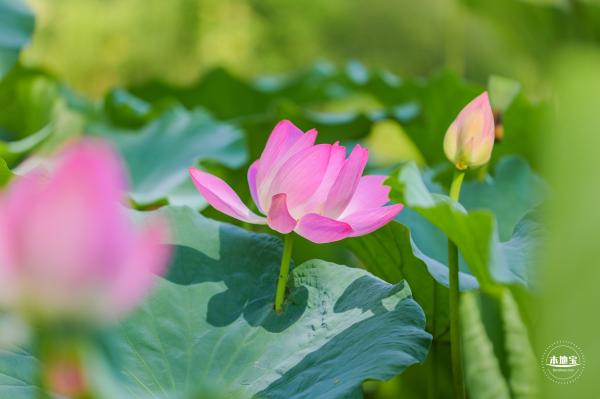 圆明园荷花篇