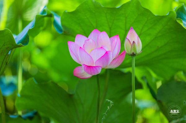 圆明园荷花篇