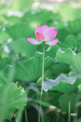圆明园荷花篇