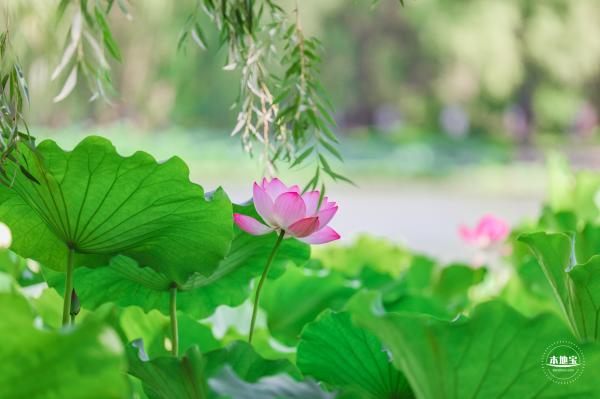 圆明园荷花篇