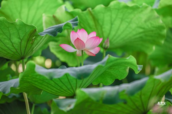 圆明园荷花篇