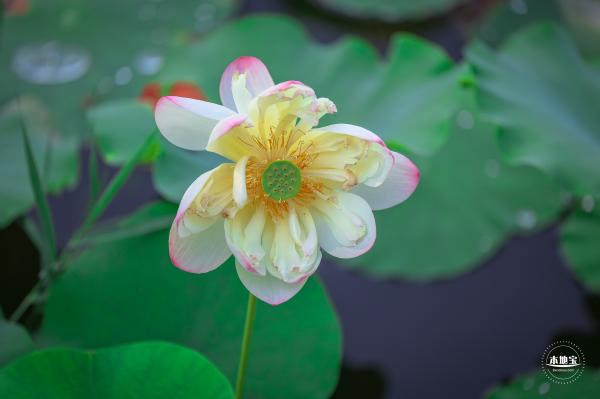 圆明园荷花篇