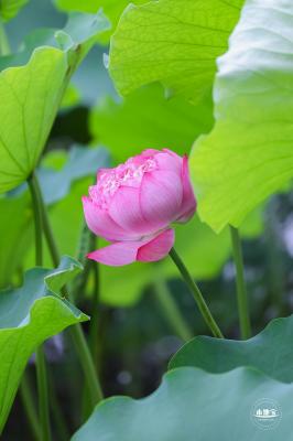 莲花池公园荷花篇