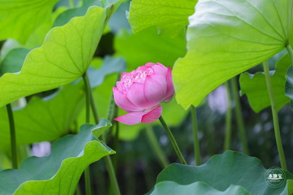 莲花池公园荷花篇