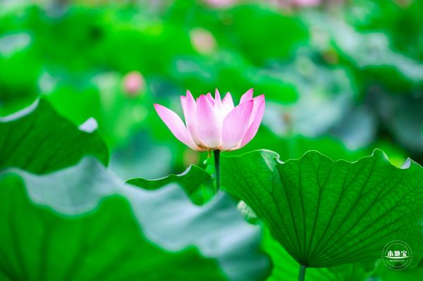莲花池公园荷花篇