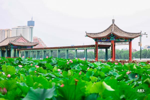 莲花池公园荷花篇