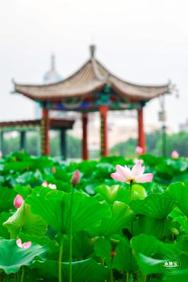 莲花池公园荷花篇