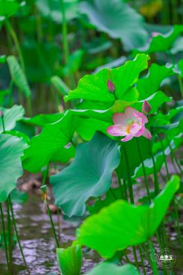 莲花池公园荷花篇