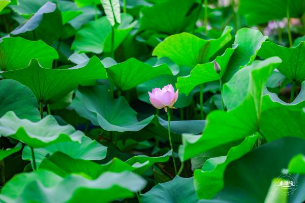 莲花池公园荷花篇