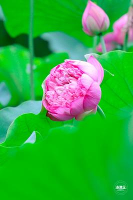 莲花池公园荷花篇