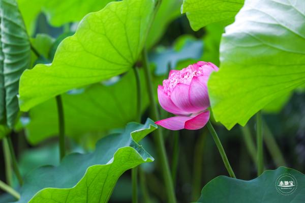 莲花池公园荷花篇