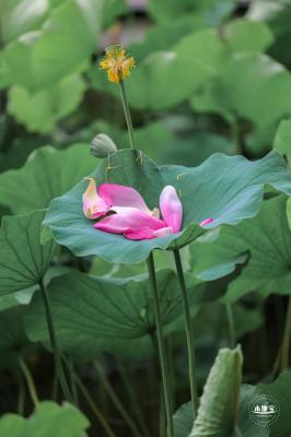 莲花池公园荷花篇