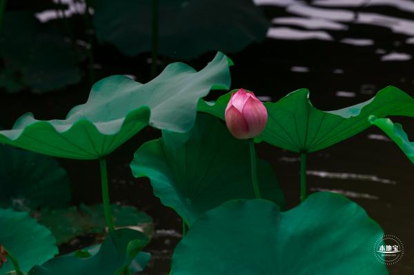 莲花池公园荷花篇