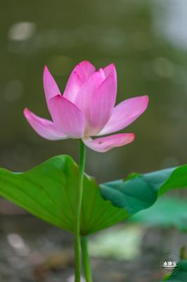 莲花池公园荷花篇
