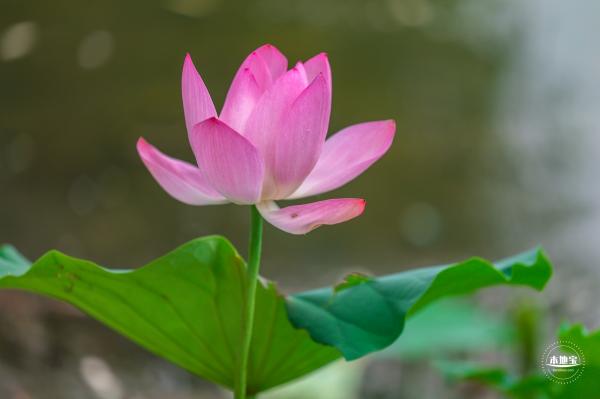 莲花池公园荷花篇