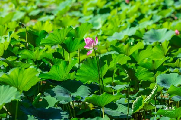 北海公园荷花