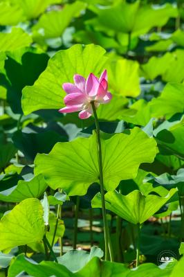 北海公园荷花