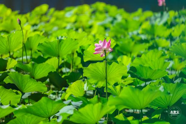 北海公园荷花