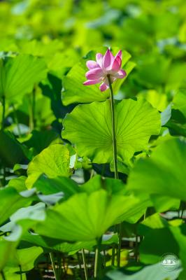 北海公园荷花