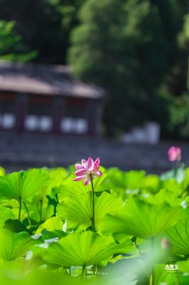 北海公园荷花