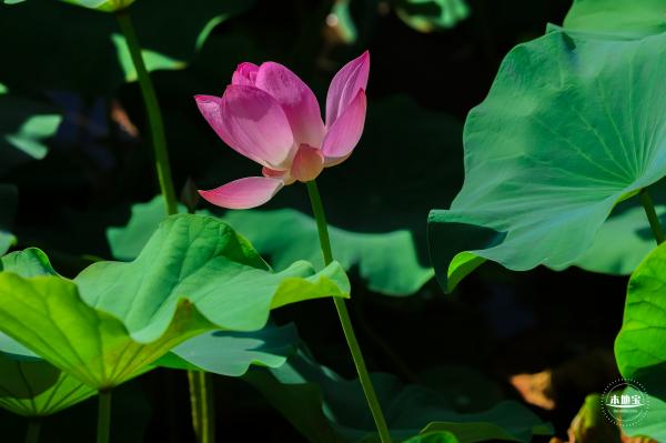 北海公园荷花
