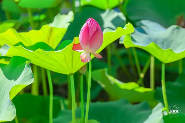 北海公园荷花