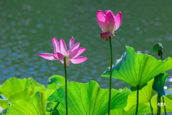 北海公园荷花