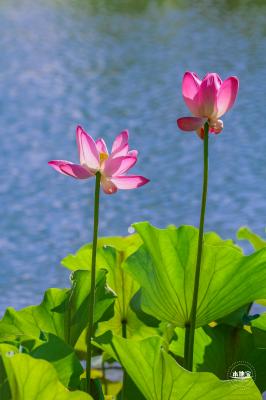 北海公园荷花
