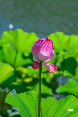 北海公园荷花