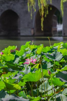 北海公园荷花