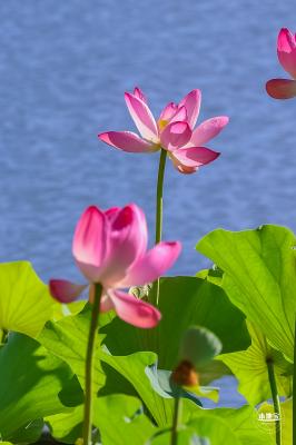 北海公园荷花
