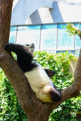 熊猫