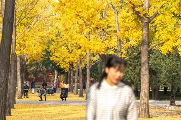 地坛公园银杏大道