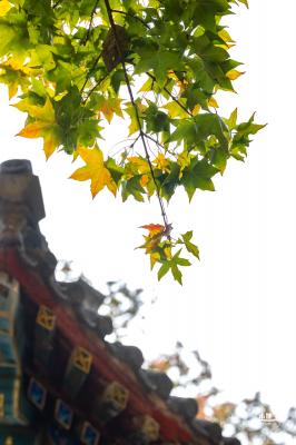 地坛公园银杏大道