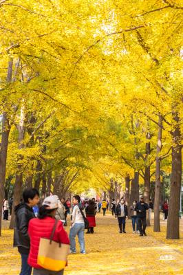 地坛公园银杏大道