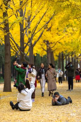 地坛公园银杏大道