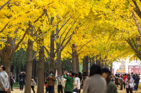 地坛公园银杏大道