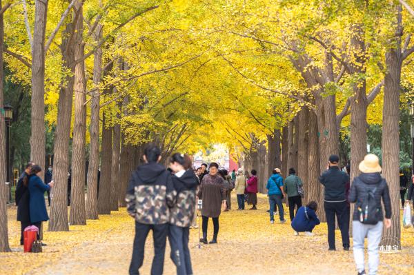 地坛公园银杏大道