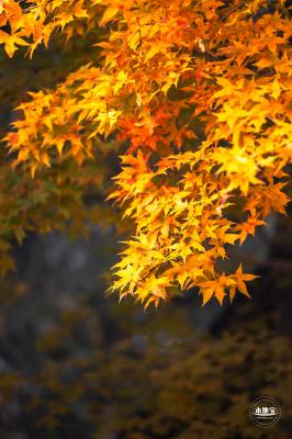 香山公园