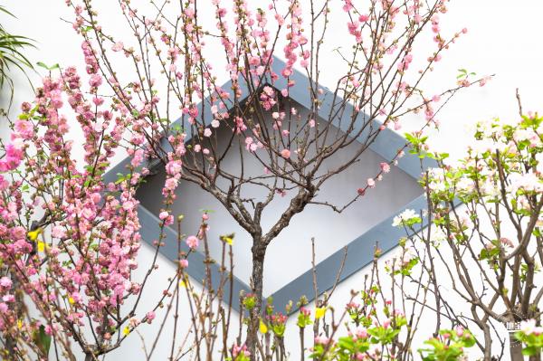 中山公园花展