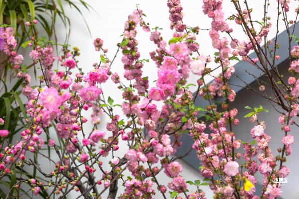 中山公园花展