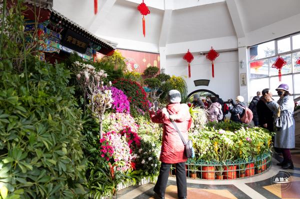 中山公园花展