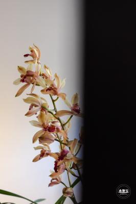 中山公园花展