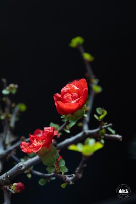 中山公园花展