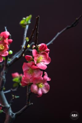 中山公园花展