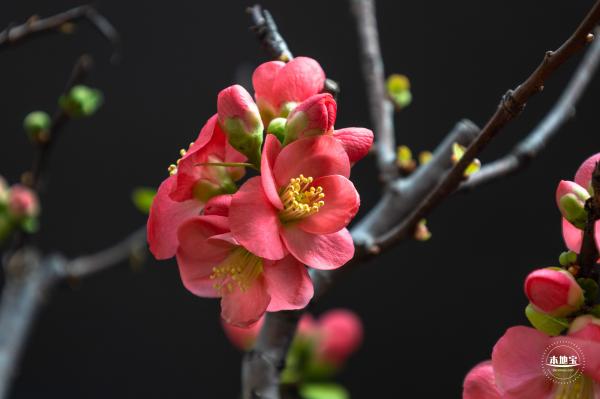 中山公园花展