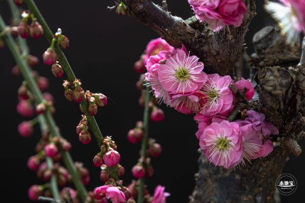 中山公园花展