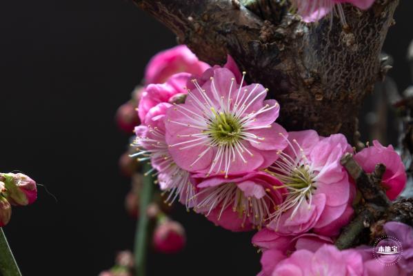 中山公园花展